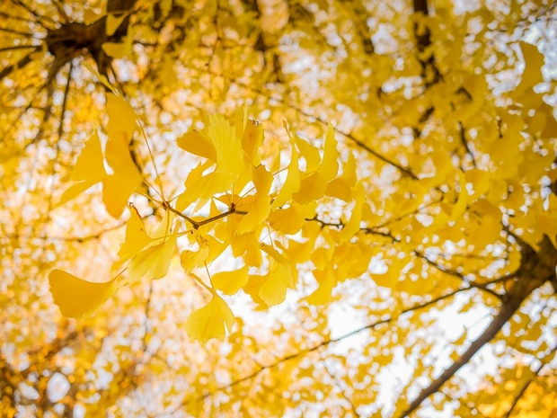 �´ֻԤμ����̿�